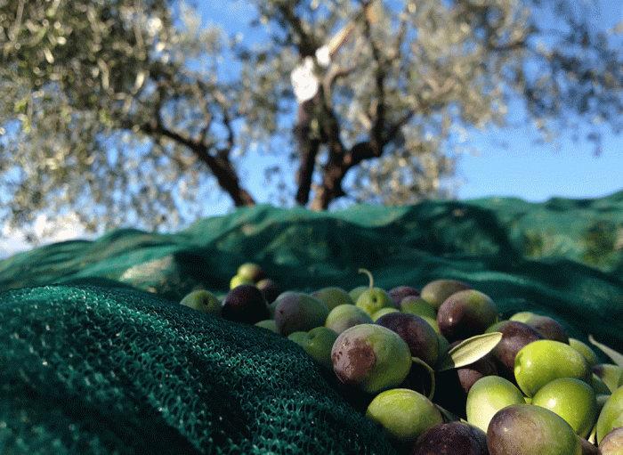 Kit Raccolta Olive Agricentro Ariccia