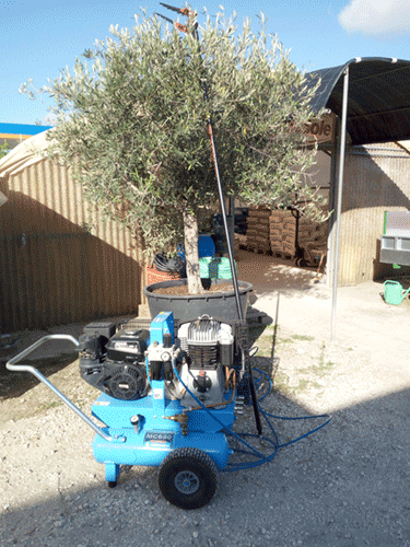 Raccolta delle olive Agricentro Ariccia