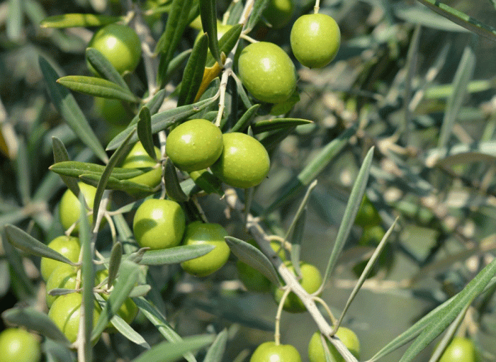 La raccolta delle olive Agricentro Ariccia